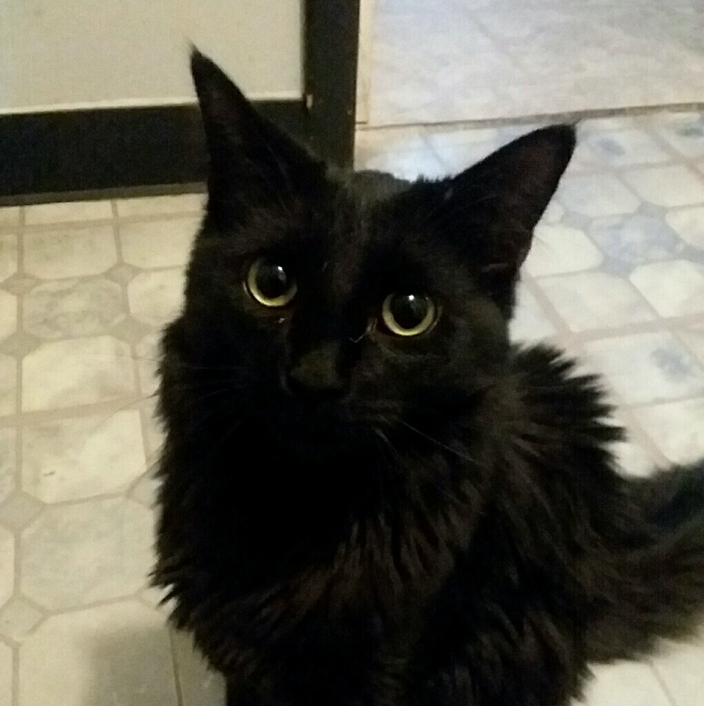 Meet your Posher, Skyler